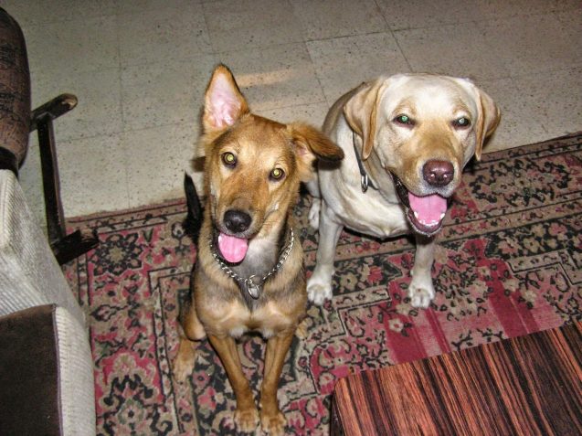 Homeopathy for Dogs and skin problems