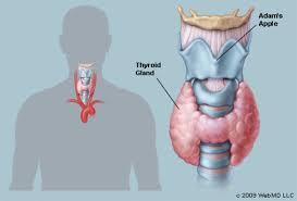 HOMOEOPATHY FOR THYROID AILMENTS.